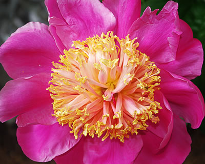 Paeonia lactiflora Bowl of Beauty 0419